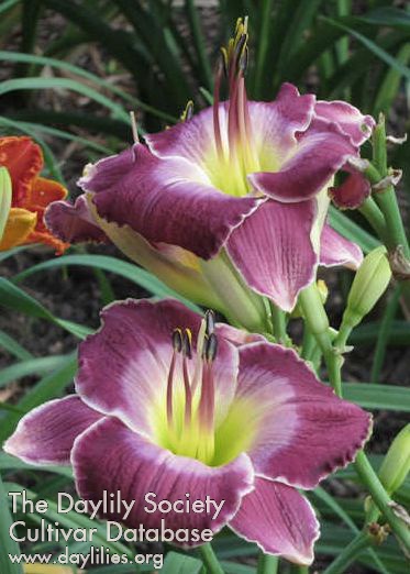 Daylily Lord of Rings